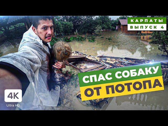  Saved the Dog from the Flood. Consequences of the Disaster 2020.  Flooding in the Carpathians.