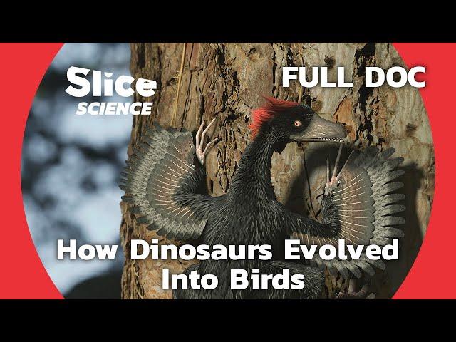 Bird Evolution: The Mystery of Feathered Dinosaurs | SLICE SCIENCE | FULL DOCUMENTARY