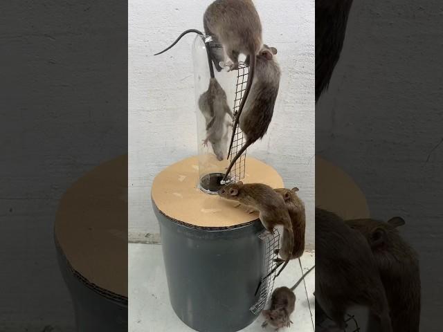Homemade trap/Make a safe and highly effective mouse trap at home #rattrap #homemade #mousetrap