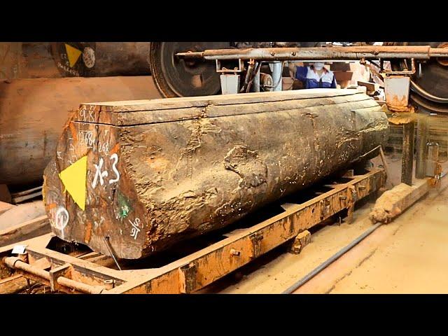 The process of sawing hundreds of years old ironwood tree is beautiful