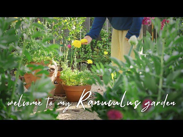 Welcome to my Rannuculus Garden, from Corm to Bloom, Storage｜Cut Flower Backyard｜Garden Making ep9