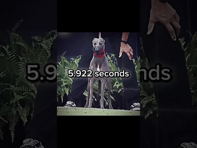 Usain Bolt HUMBLED by some dog ️ #fast #running #sports #edit