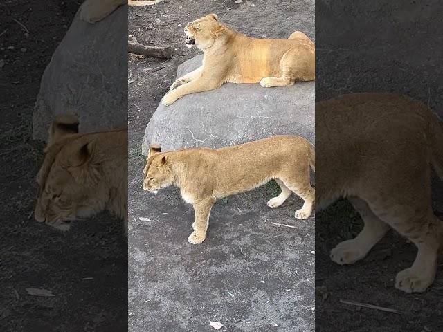 2024.9.12【旭山動物園】 閉園間近 お腹を空かせたオリトさんが腹へったー！を咆哮してます レイちゃんが直ぐ駆け寄り優しいね〜#旭山動物園 #ライオン #オリト #オリトファミリー