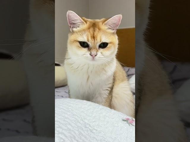 Changes in Cat Nurungji before and after Mongdangi came