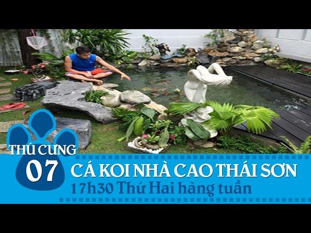 Thú cưng TV – Số 7 (P3) – Cá koi nhà Cao Thái Sơn | SNTV