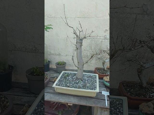 RIP fieldmaple...