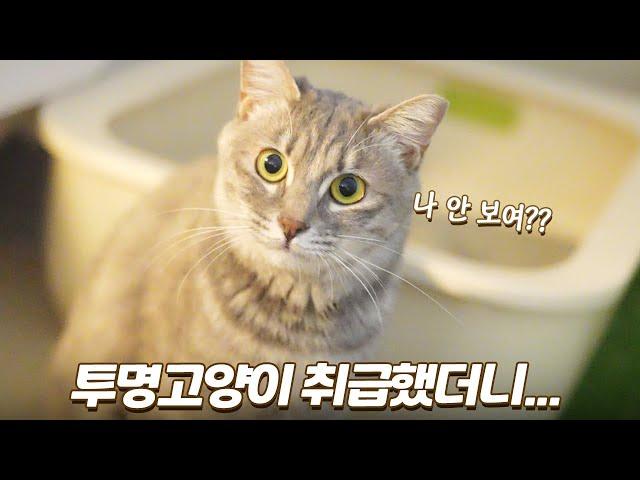 집사 무서워하는 고양이를 안 보이는 척 했더니 놀라운 일이 생겼다