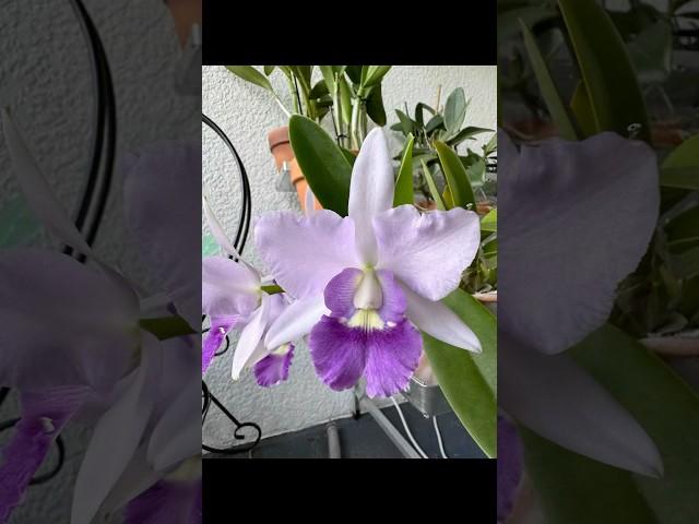 Cattlianthe Final Blue blooming