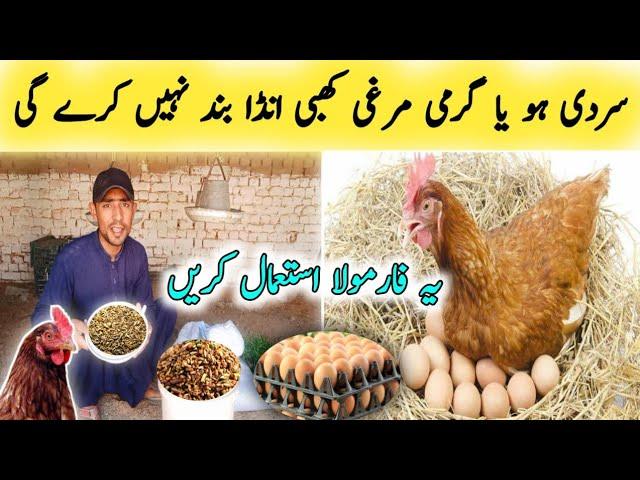 How to increase eggs production in Chickens || Make your Chickens lay more eggs