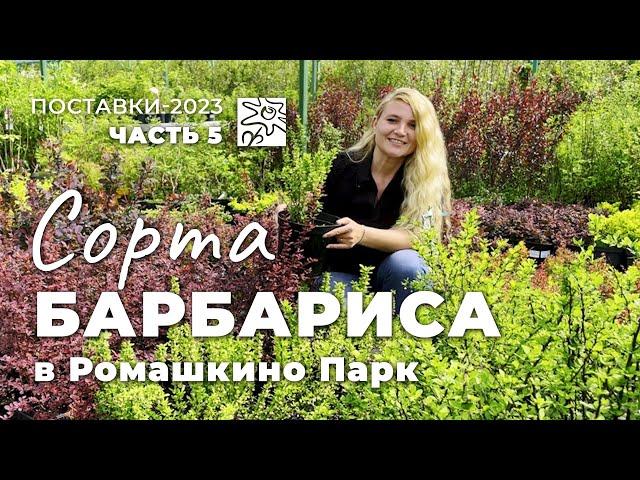 Сорта барбариса в Ромашкино Парк