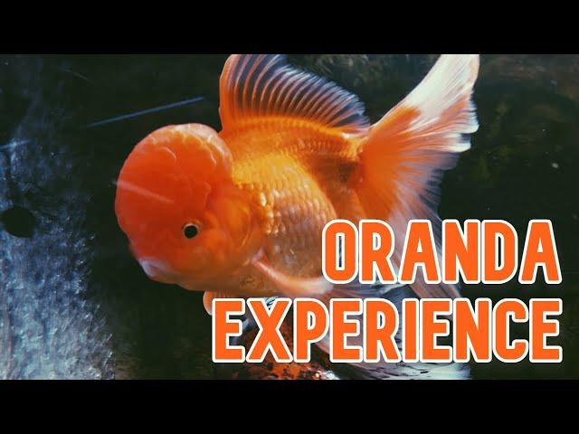 Oranda Goldfish | My Experience Keeping