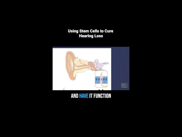 This is What a Hearing Loss Cure Might Look Like - Inner Ear Stem Cell Transplant