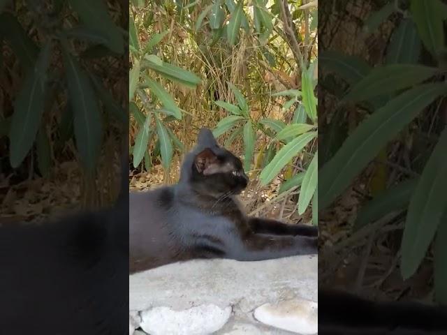 Кот на камнях в зарослях  Feral cat on stones in bush  Kucing lucu 面白い猫 Gato engraçado Chat drôle