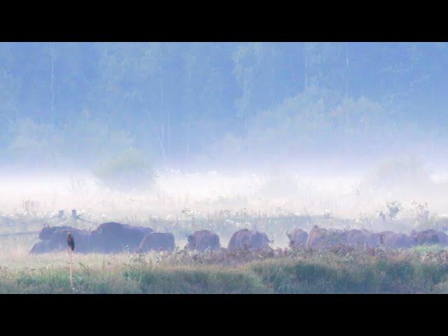 Bison Safari in the Białowieża Forest with Wild Poland