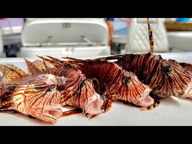 Lion Fish Nigiri & Raw Spoons  (Feat. StanzFam) Catch Clean Cook