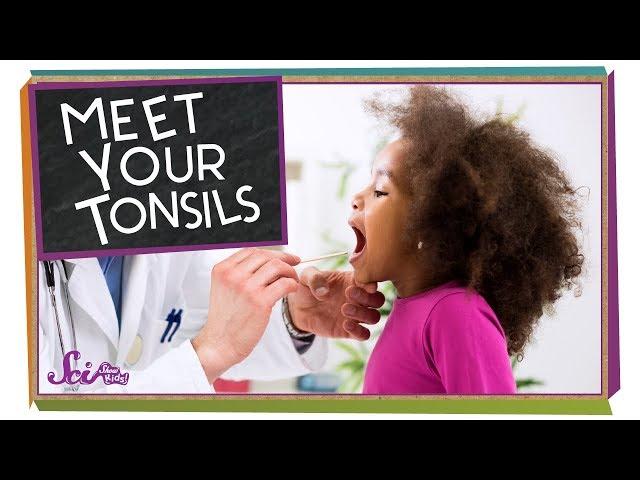 Meet Your Tonsils!