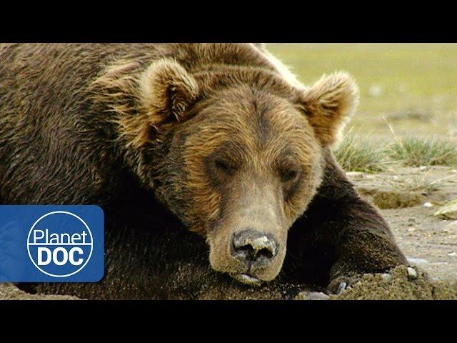 The Land of Giant Bears | Full Documentary - Planet Doc Full Documentaries