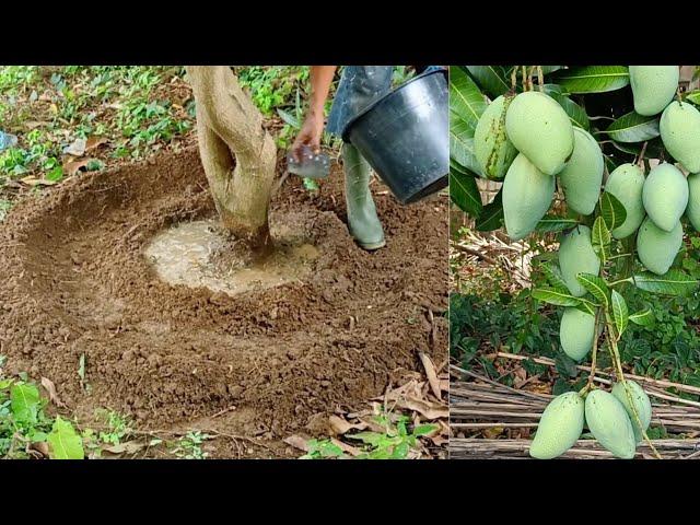 Npk fertilizer | How to stimulate the mango tree so that the mango tree bears fruit every season