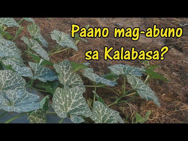 Simplest way of applying Fertilizer in Squash | Paano mag apply ng Pataba sa Kalabasa?