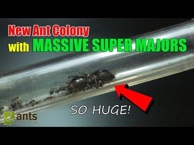 New Ant Colony: Massive Super Majors