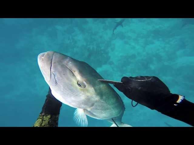 Spearfishing IUSA World Record Jobfish (Uku)