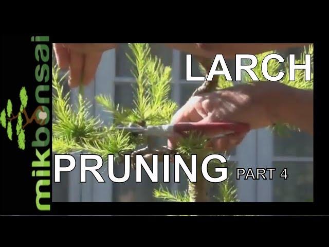 Bonsai trees Progression Old Larch Larix decidua (European Larch) Summer Pruning Part4 by mikbonasi