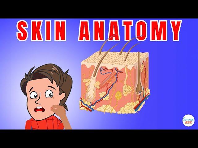 The Integumentary System: Understanding Skin Physiology