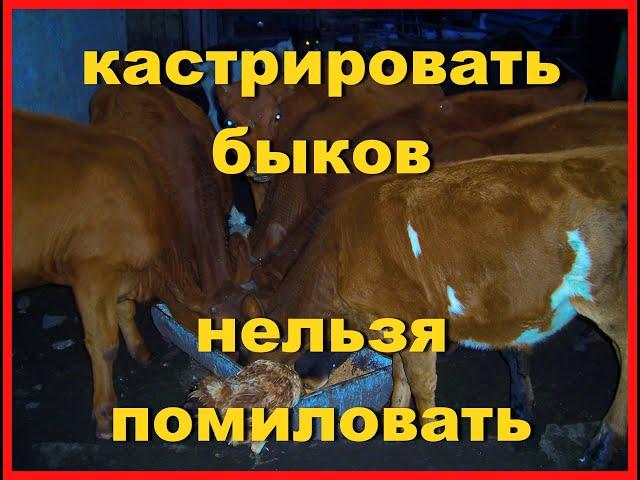 Кастрация, содержание молодняка КРС