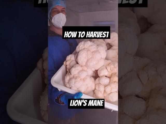 How To Harvest Lion’s Mane Mushroom!