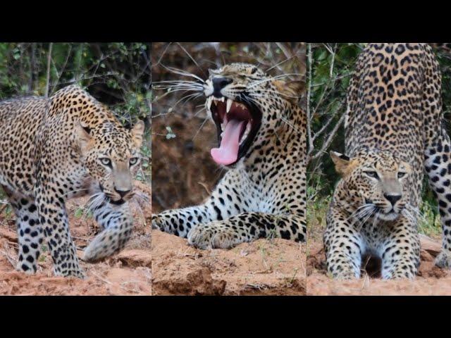 A WILD DAY AT YALA NATIONAL PARK, SRILANKA