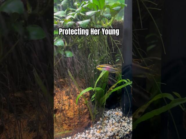 Female Kribensis Protects Her Young In The Rainbowfish Aquarium Tropical Fish