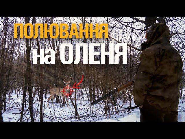 ЗАГОННЕ ПОЛЮВАННЯ НА ОЛЕНЯ. ХОРОША КОМПАНІЯ. НЕЙМОВІРНА АТМОСФЕРА