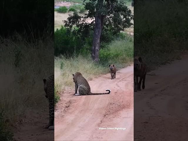 Why Leopards and Lions Never Eat Hyenas! #WildlifeFacts #Leopards #Hyenas