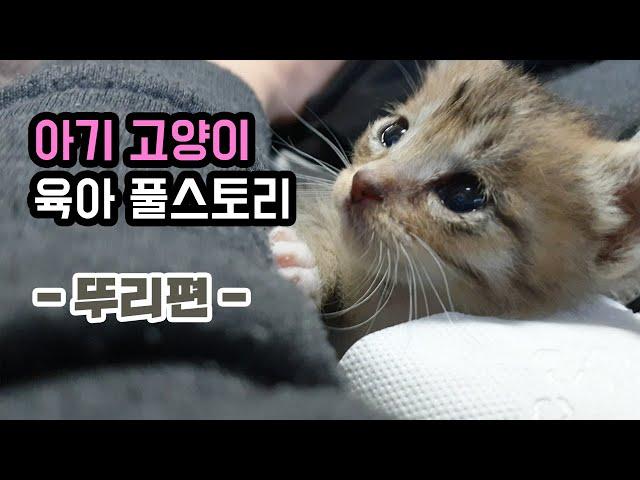 Kitty Caring Total Episodes "Dduri"