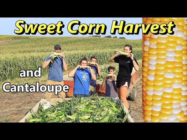 How we Harvest SWEET CORN and CANTALOUPE on our Produce Farm