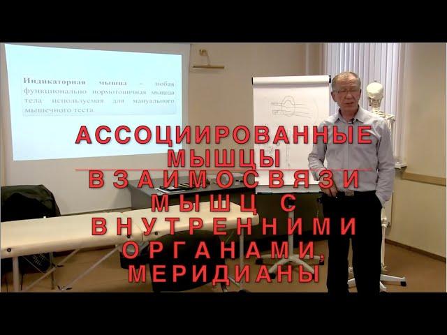 Ассоциированные мышцы. Взаимосвязи мышц и внутренних органов. Меридианы. ИКПК