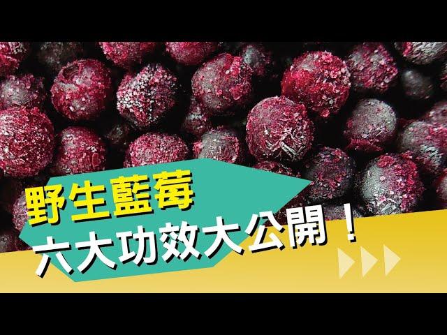 野生藍莓六大功效｜降血壓 降膽固醇 預防中風 預防失智｜Wild Blueberry  Benefits｜Celery Juice 2021