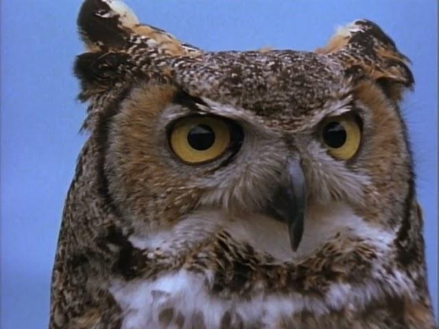 Wild America (1983) | S2 E7 'Owls: Lords of Darkness' | Full Episode | FANGS