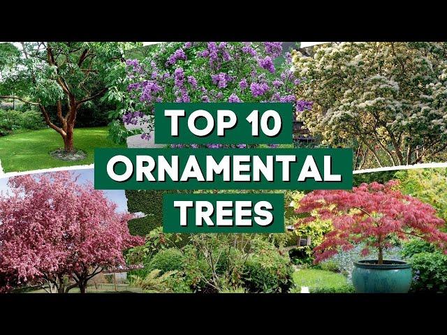 10 Most Popular Ornamental Trees for Your Garden  // PlantDo Home & Garden