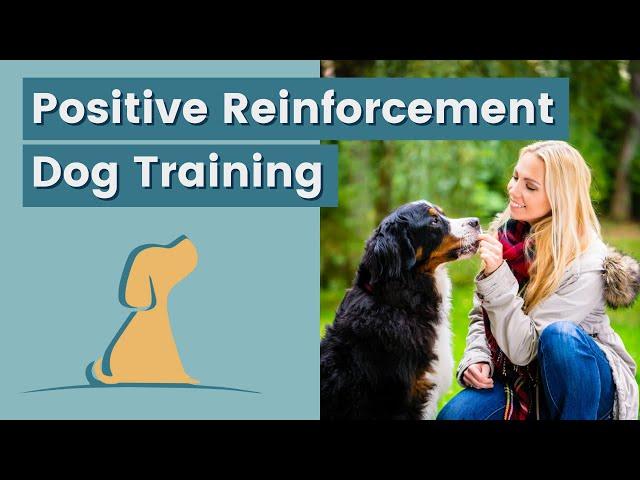 Dog Training Tips Using Positive Reinforcement