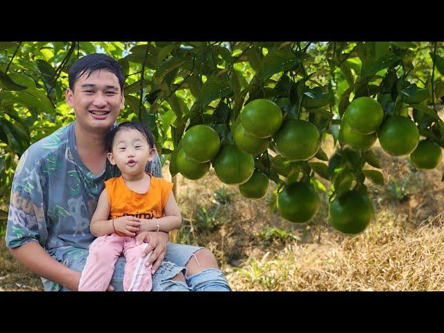 Harvesting citrus fruits, Daily life of a 20 year old single father- Kiên Giang Free Life-