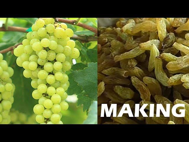 #Raisins production process | Dry Grapes Making Process street food