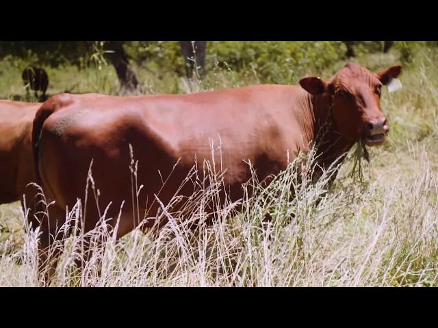 Adaptive Grazing 101: How to Help Animals Balance Their Own Diets