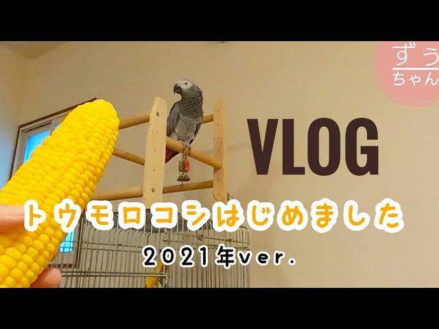 [Studying Japanese with a African Gray Parrot] The corn season has arrived in Japan!