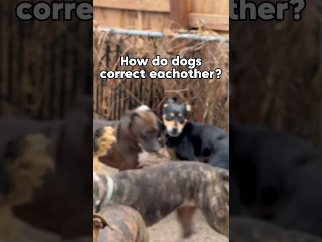 How dogs correct each other - Dog behaviour & psychology 101. #dog #dogpsychology #dogbehavior