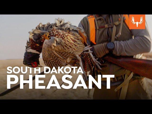 South Dakota Pheasant | Cal in the Field