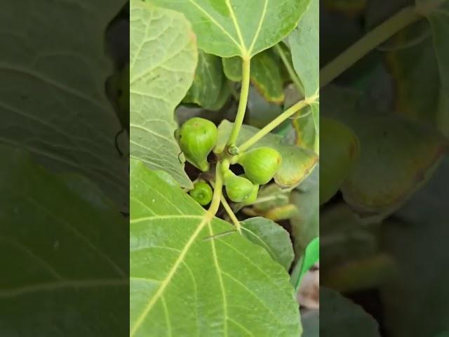 #mygarden anjeer plant fruiting