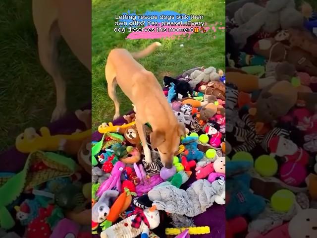 Rescue Dogs Get to Choose Their OWN Gifts! 