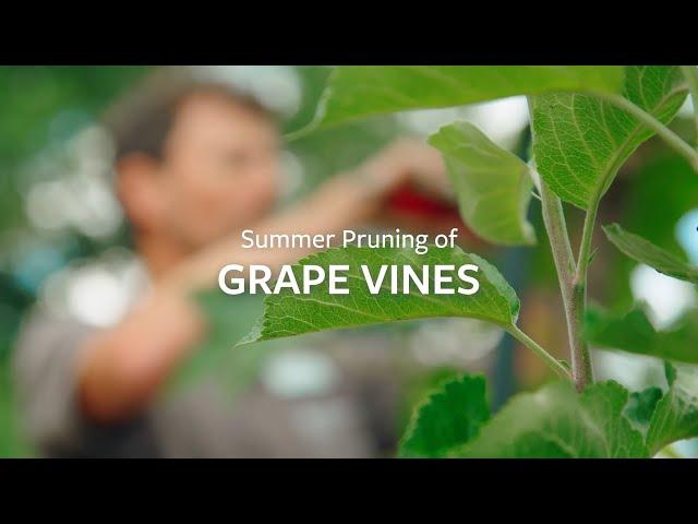 How to prune Grape Vines in summer | Grow at Home | RHS