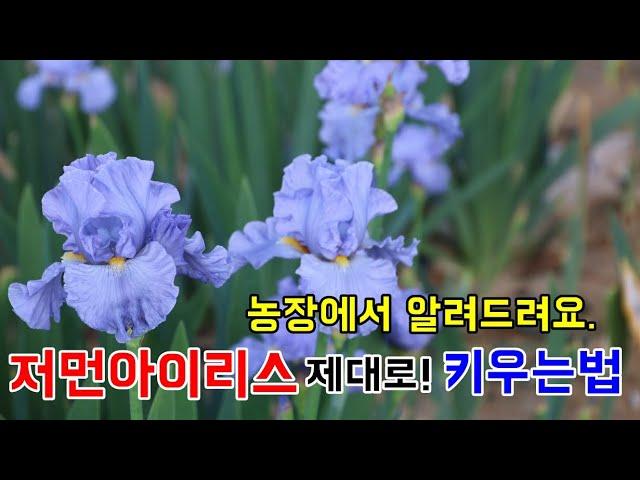 실재배농장의 저먼아이리스 키우는 방법 총정리 - German or Bearded Iris Maintenance and Care